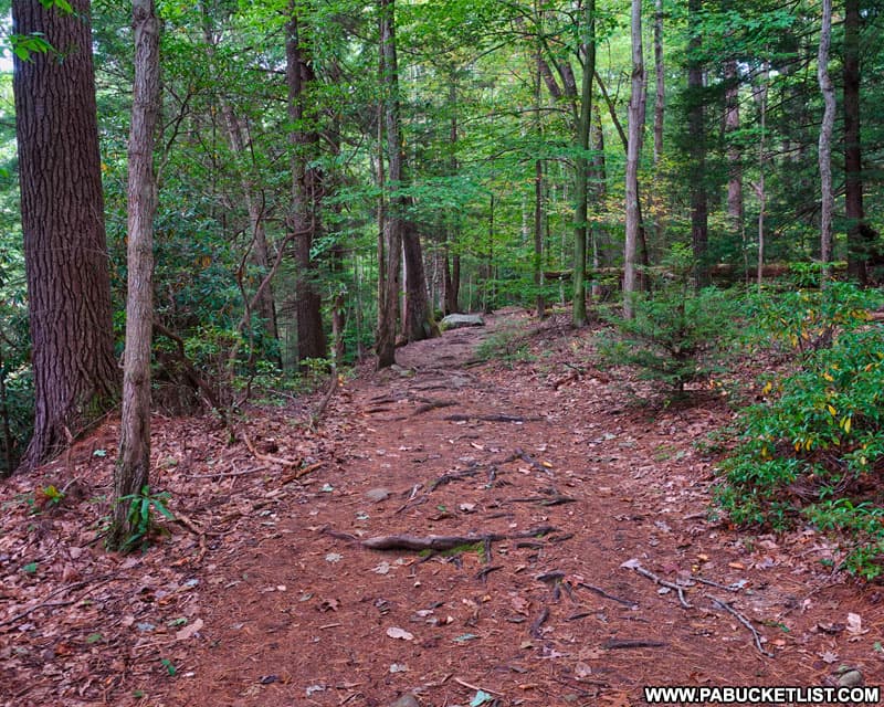 The Ferncliff Trail at Ohiopyle State Park.