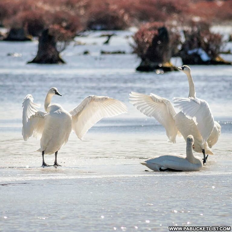 Exploring Black Moshannon State Park in Centre County