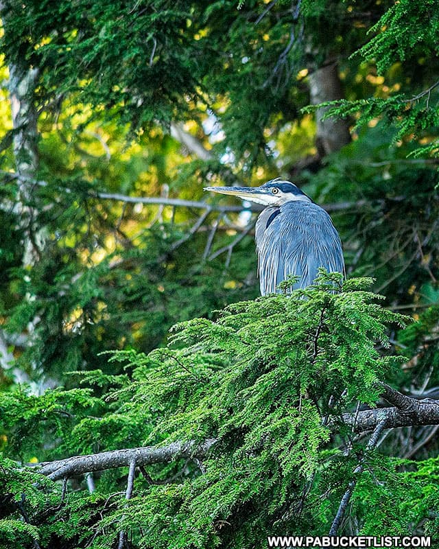 A Great Blue Heron at Laurel Hill State Park.