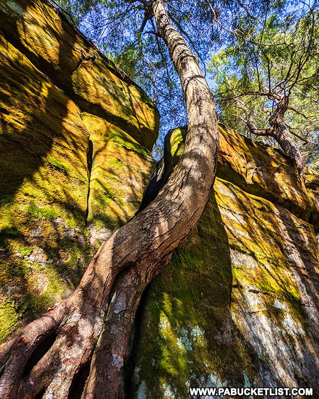 Hemlock growing out of a rock formation along the Fred Woods Trail.