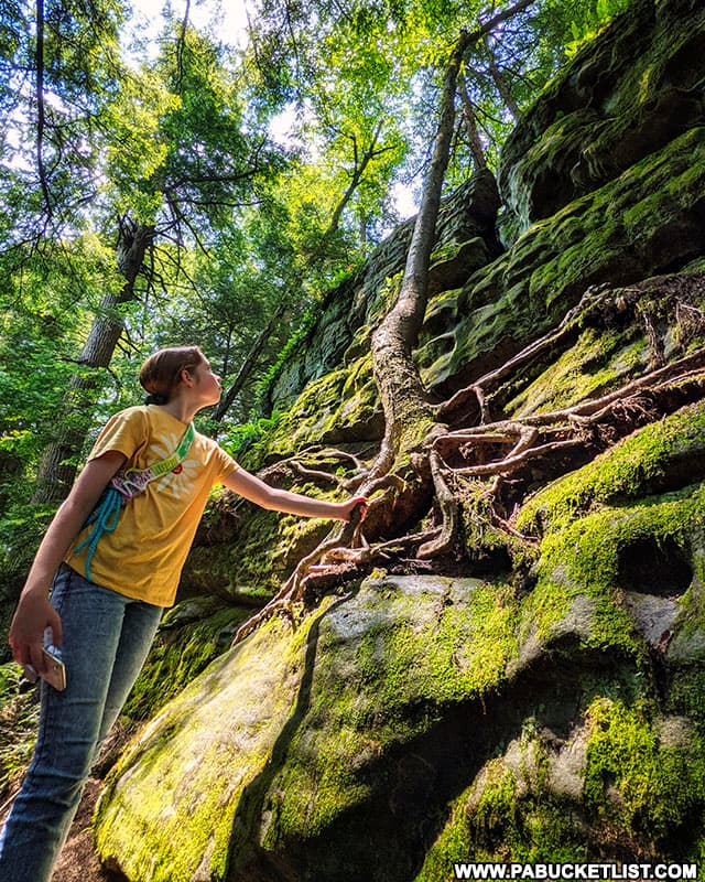 Checking out the tree roots clinging to the rock formations at Bilger's Rocks in Clearfield County.