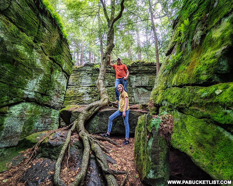 Some of the fascinating tree roots at Bilger's Rocks in Clearfield County.