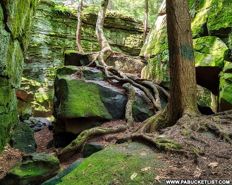 The tree roots at Bilger's Rocks in Clearfield County are almost as interesting as the rocks themselves.