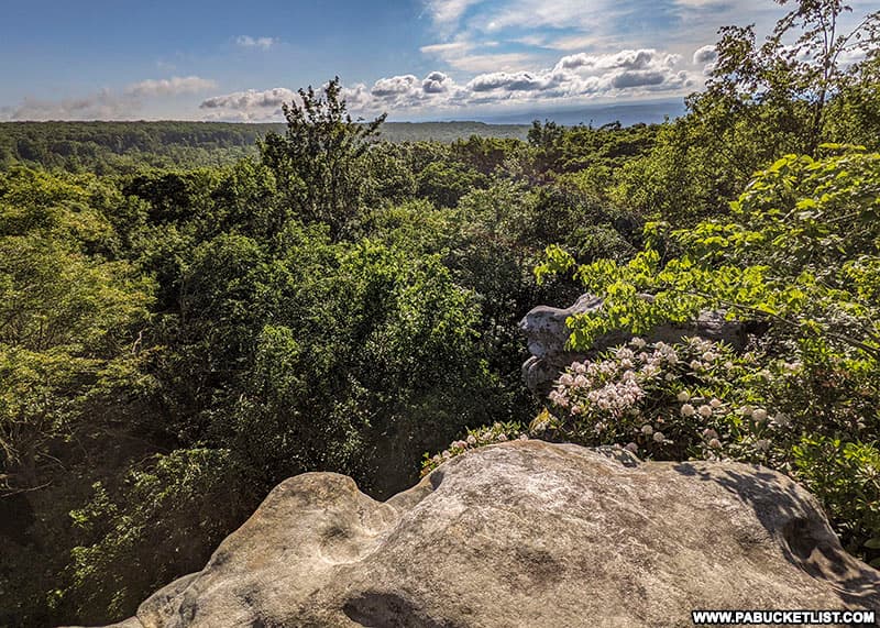 Summer blooms at Beam Rocks Overlook in the Forbes State Forest.