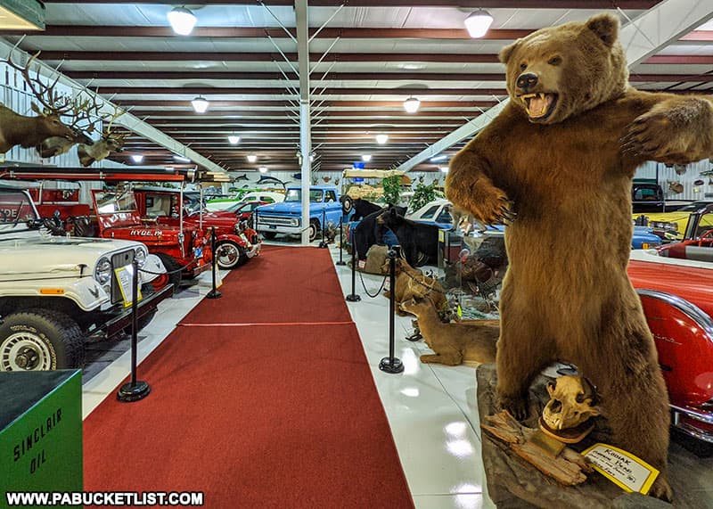 A grizzly bear guarding the showroom at the Grice Museum in Clearfield PA