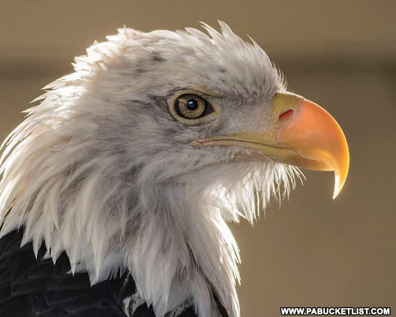 A resident bald eagle at Shaver's Creek Environmental Center.