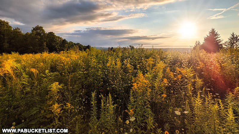 Sunset over the wildflower meadow surrounding the Laurel Hill State Park scenic overlook tower.