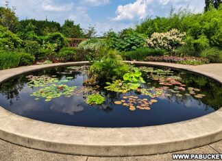 Water lilies on the reflecting pool at the Penn State Arboretum.