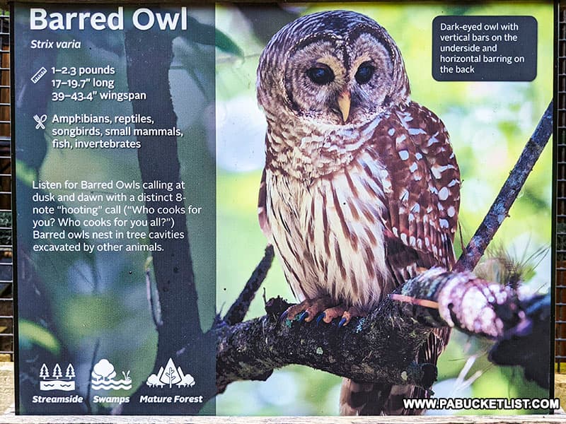 Barred Owl enclosure at Shaver's Creek Environmental Center.