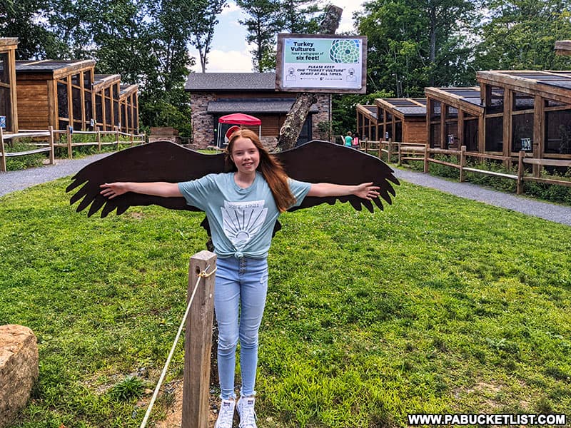 Turkey vulture wingspan display at Shaver's Creek Environmental Center.