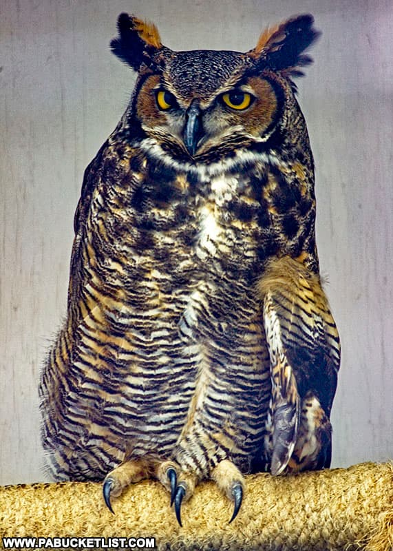 Great Horned Owl at Shaver's Creek Environmental Center.