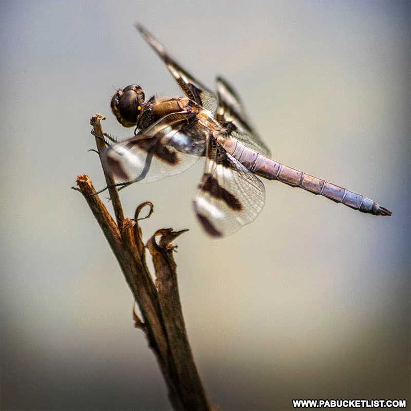 Dragonfly at Shaver's Creek in Penn State's Stone Valley Recreation Area.
