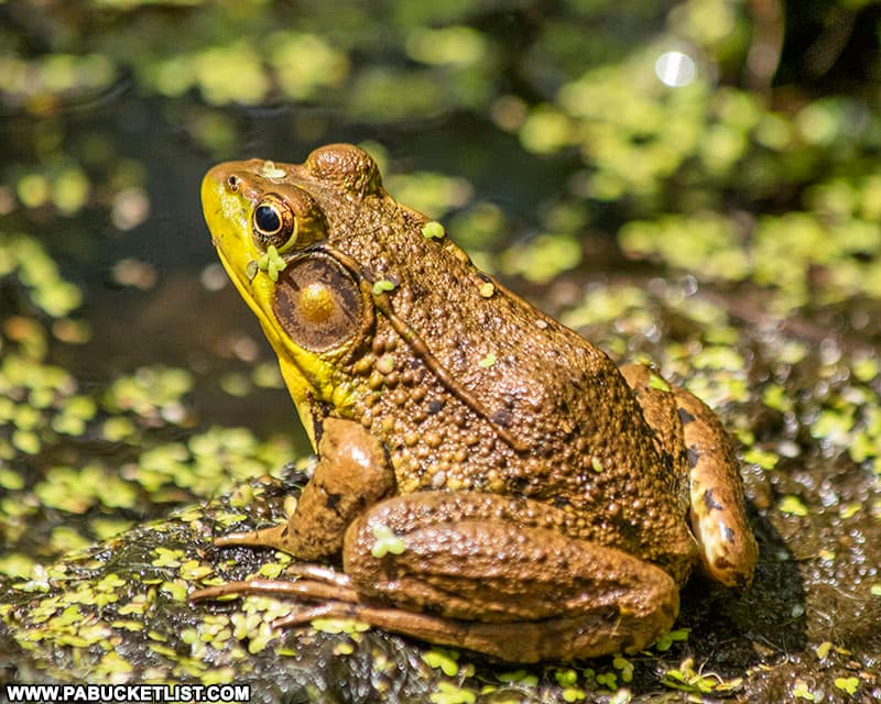 A frog at Shaver's Creek Environmental Center in Huntingdon County.