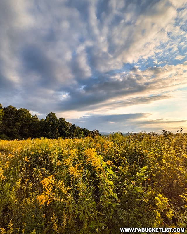 The scenic overlook tower at Laurel Hill State Park is surrounded by a spectacular wildflower meadow.