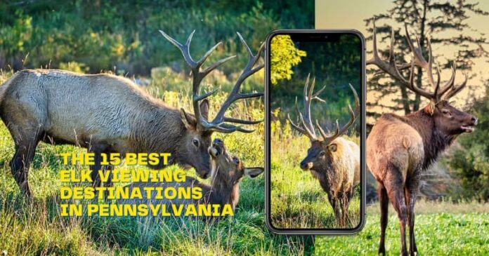 A collage of the 15 best elk viewing destinations in Pennsylvania.