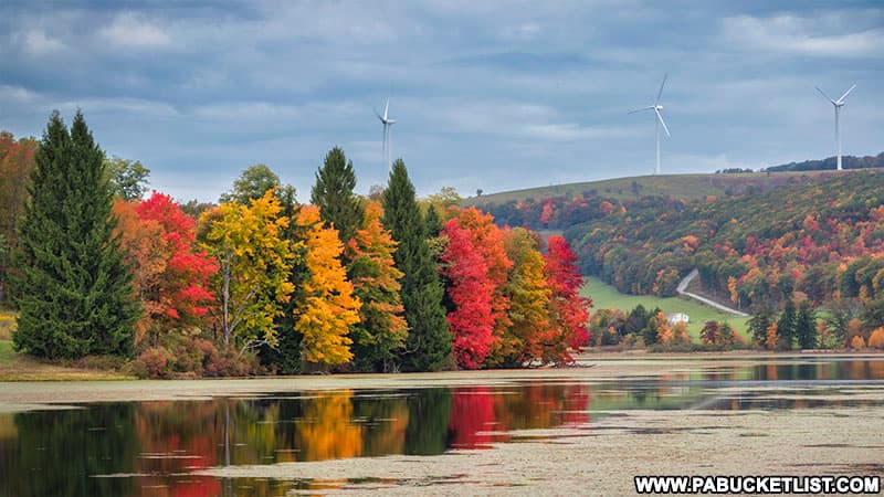 Fall foliage in the foreground, wind farm in the background at Cranberry Glade Lake on State Game Lands 111 in Somerset County, PA.