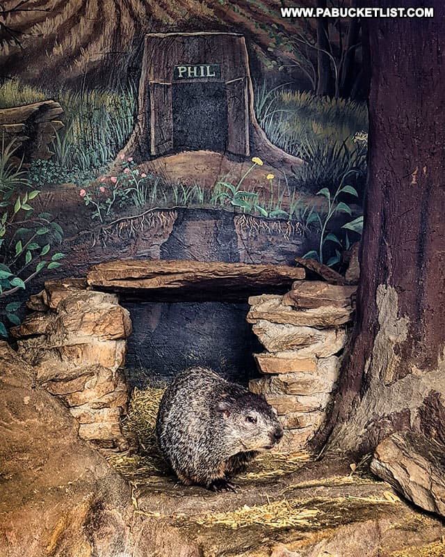 A drowsy Punxsutawney Phil coming to visit with the author.