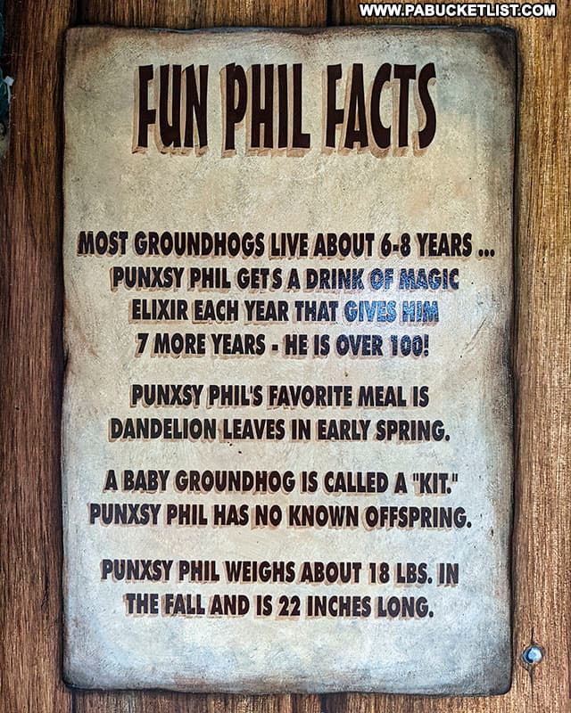 The secret to Punxsutawney Phil's longevity.