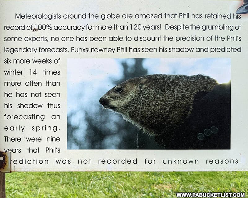 Details on Punxsutawney Phil's impressive record of 100% accuracy.