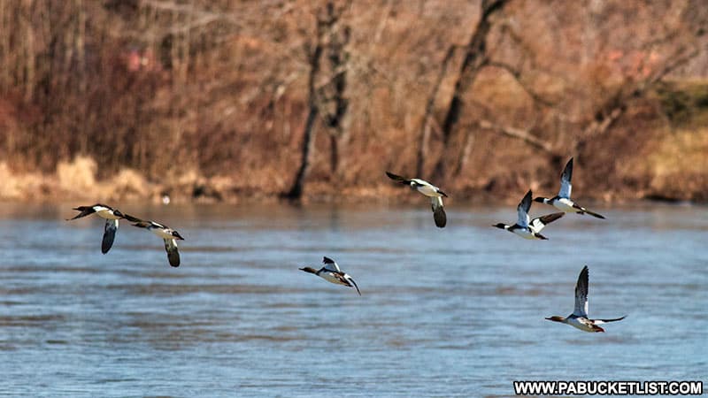 Ducks taking flight at Shawnee State Park.