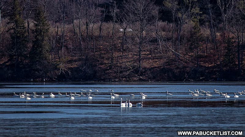 Migrating trumpeter swans at Shawnee State Park.