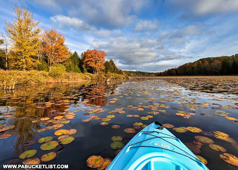 Fall foliage around Black Moshannon Lake on October 11th, 2021.