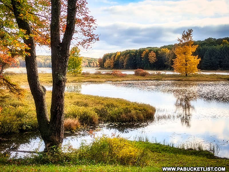 Late afternoon glow off of Black Moshannon Lake.