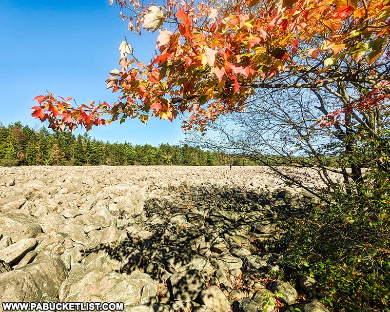 Fall foliage around the Boulder Field at Hickory Run State Park.