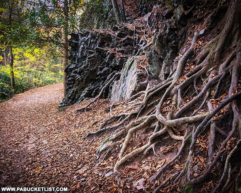 Roots along the Hawk Falls Trail at Hickory Run State Park.
