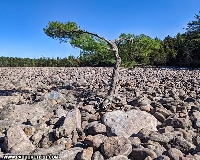 A lone tree standing in the Boulder Field at Hickory Run State Park.