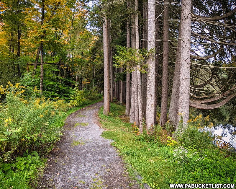 The Marilla Bridges Trail passing through an area of tall pines.