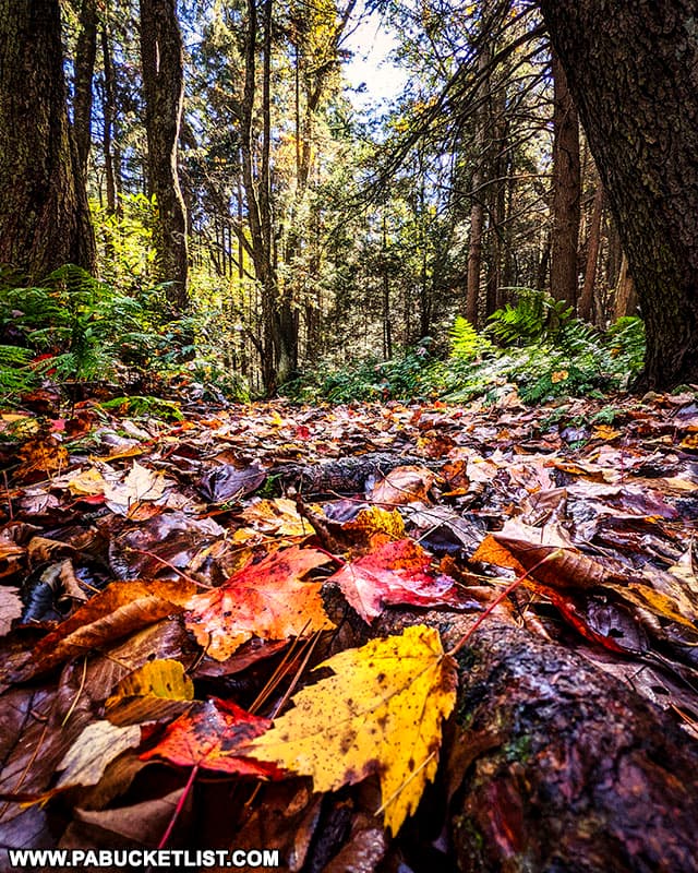 Fall foliage along the Mid State Trail as it passes through RB WInter State Park.