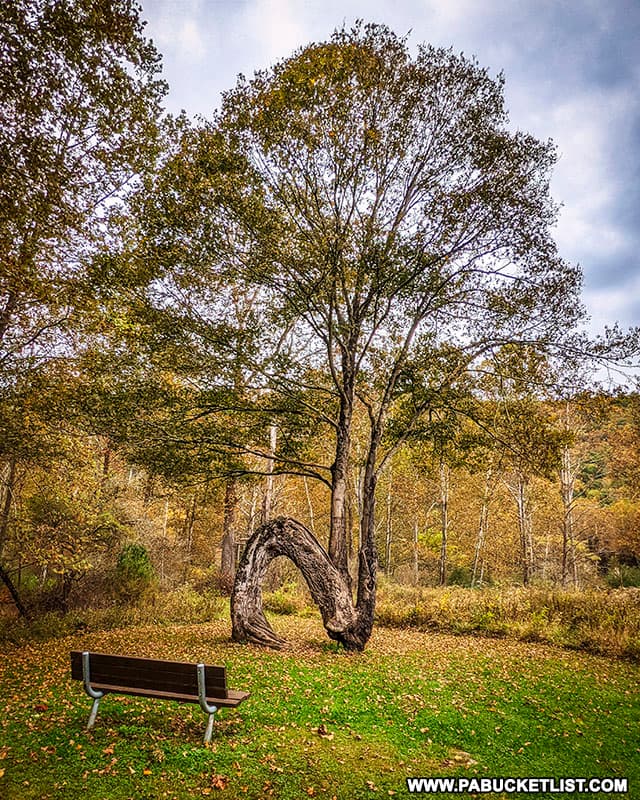 Fall foliage around the Arch Tree at Sinnemahoning State Park on October 12th, 2021.