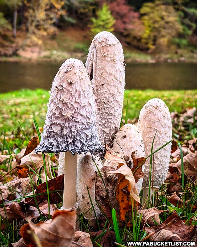 Mushrooms along Sinnemahoning Creek at Sinnemahoning State Park.