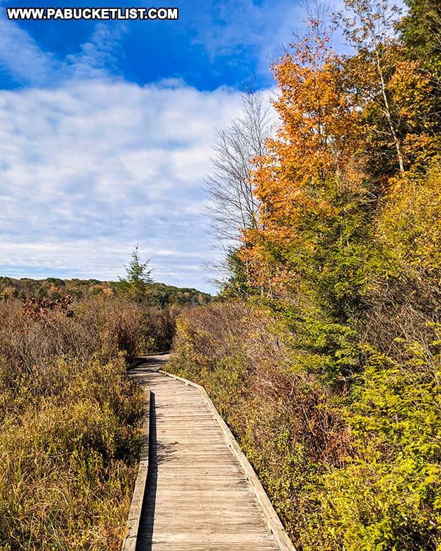 Fall foliage along the Bog Trail at Black Moshannon State Park in October, 2021.