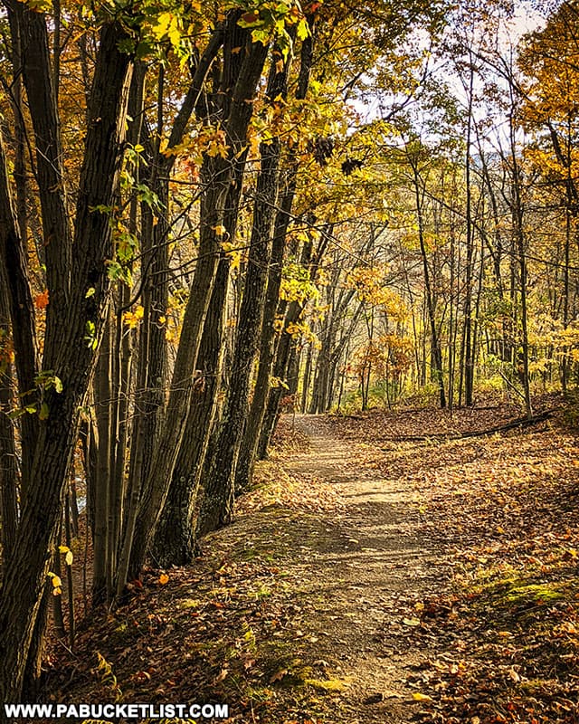 Fall foliage along the Colyer Lake Trail near State College, Pennsylvania.