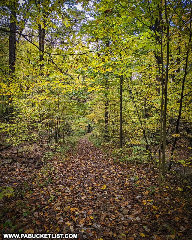 Trail leading to to Fish Run Falls in the Forbes State Forest.
