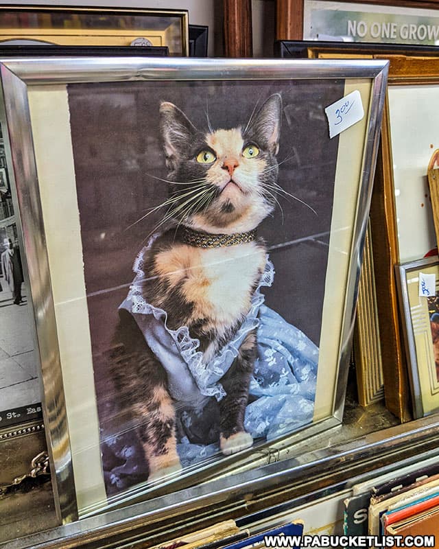 An impressive cat in a dress photo at the Jonnet Flea Market in Indiana County.