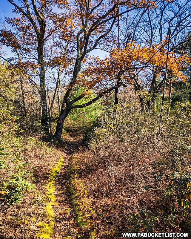 The Mid State Trail approaching Indian Wells Overlook in the Rothrock State Forest.