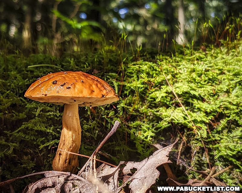 Mushroom along the Alan Seeger Trail in Huntingdon County PA