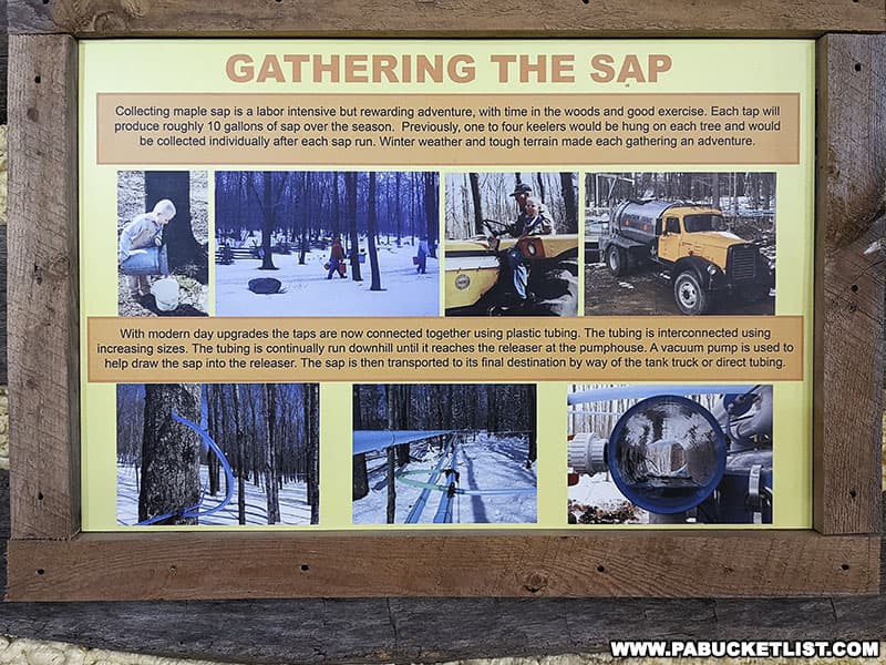 How maple sap is gathered and transported from tap to maple camp.