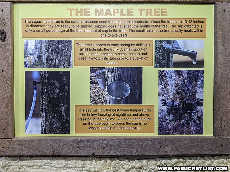Explanation of how maple sap is created and collected.