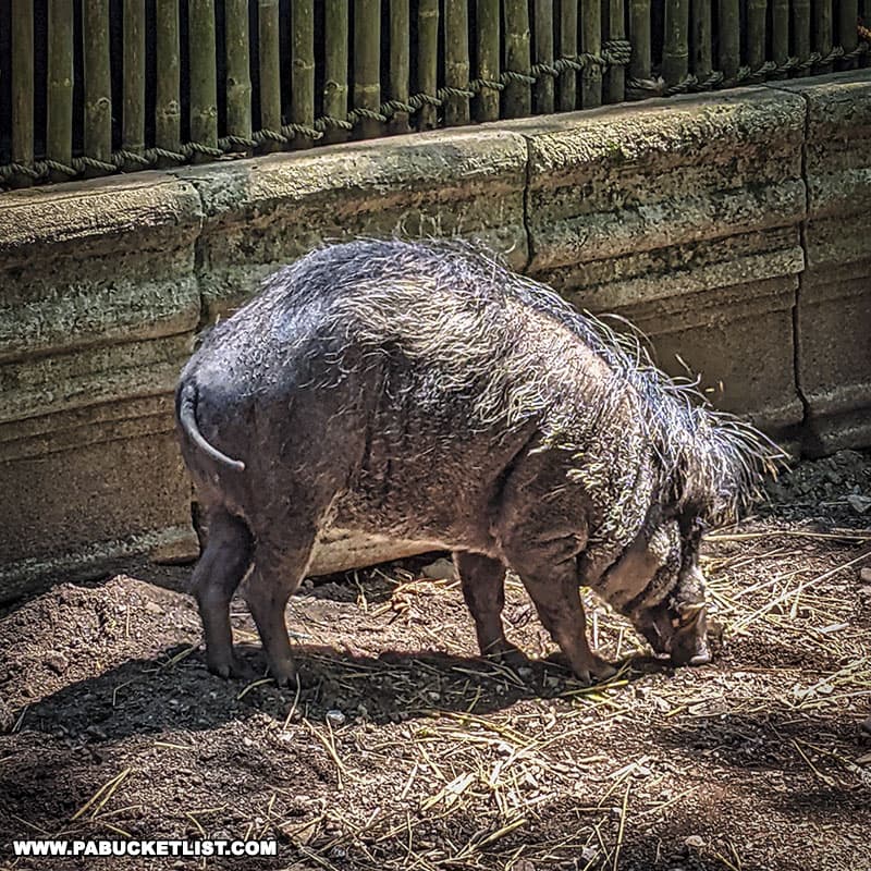 Warty Pig at the Erie Zoo in Erie Pennsylvania.