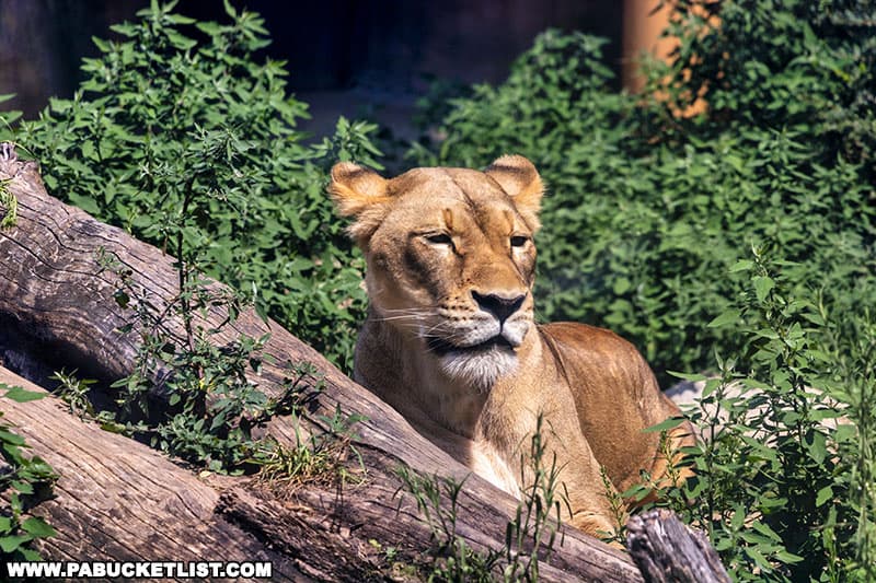 Lioness at the Erie Zoo, one of PA's exceptional animal attractions.