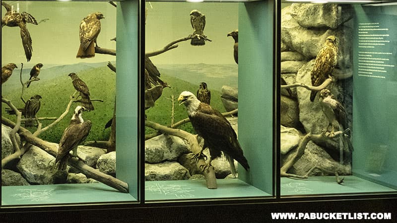 Pennsylvania birds of prey exhibit at the State Museum of Pennsylvania.