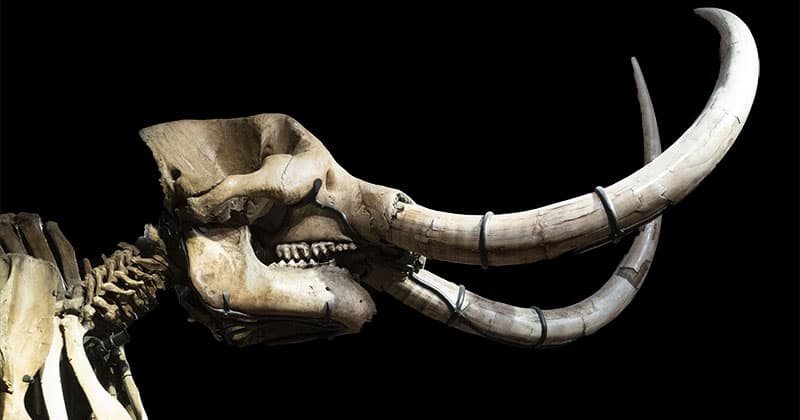 Mastodon skull on display at the State Museum of Pennsylvania.
