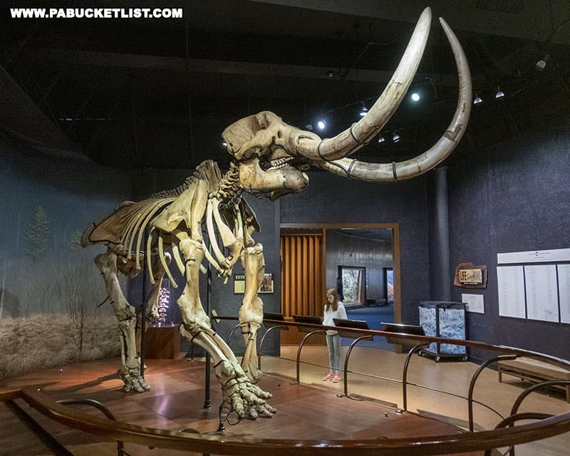 Mastodon skeleton on display at the State Museum of Pennsylvania in Harrisburg.