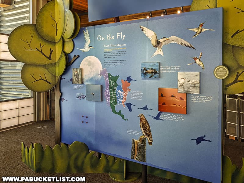 Migratory birds exhibit at the Tom Ridge Environmental Center in Erie PA.