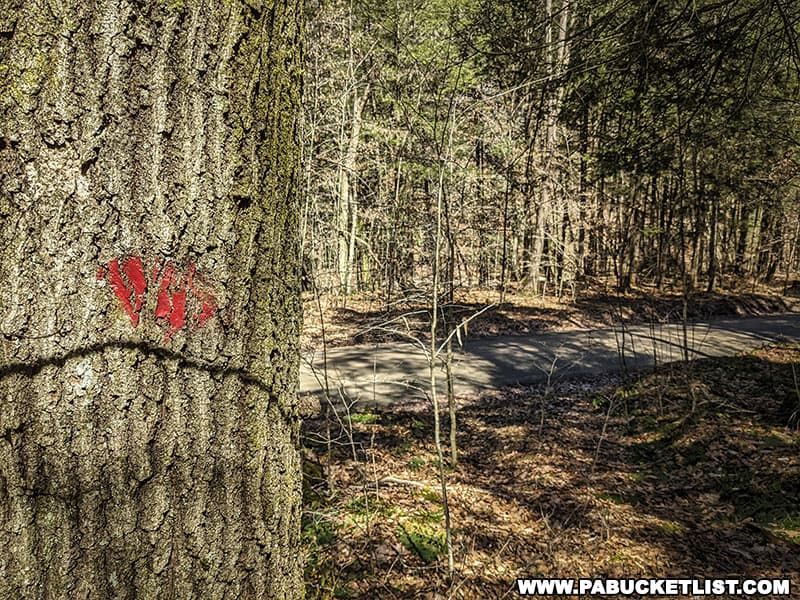 Red blazes mark the Trout Hole Trail leading to Warburton Hollow Falls in the Loyalsock State Forest.