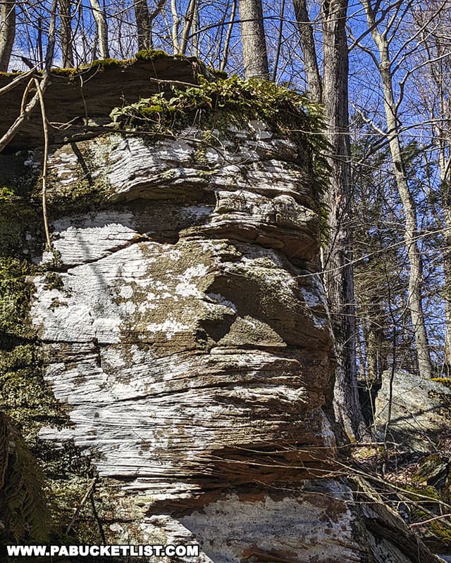 What appears to be a face in a rock along the Warburton Hollow ridgeline.
